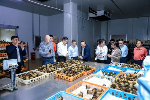 以菌為媒，共繪藍(lán)圖 2025國際黑牛肝菌技術(shù)創(chuàng)新大會(huì)在西雙版納成功舉辦